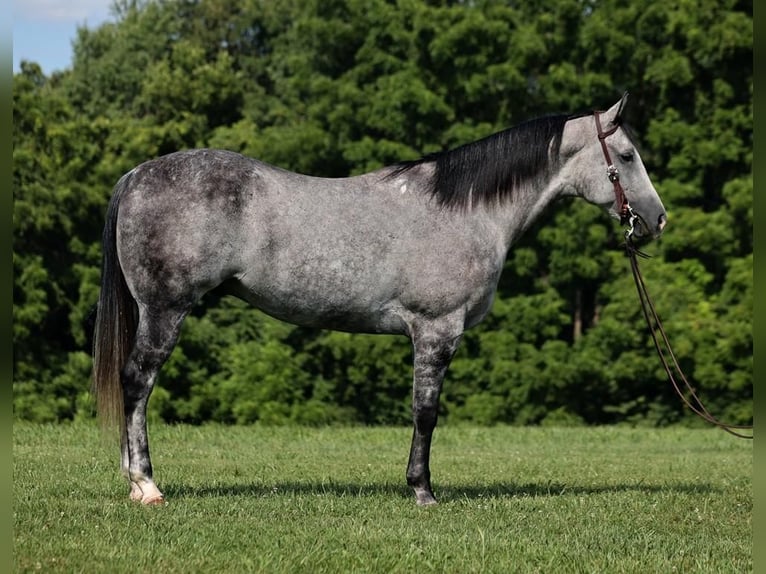 American Quarter Horse Castrone 8 Anni 163 cm Grigio pezzato in Mount Vernon, KY