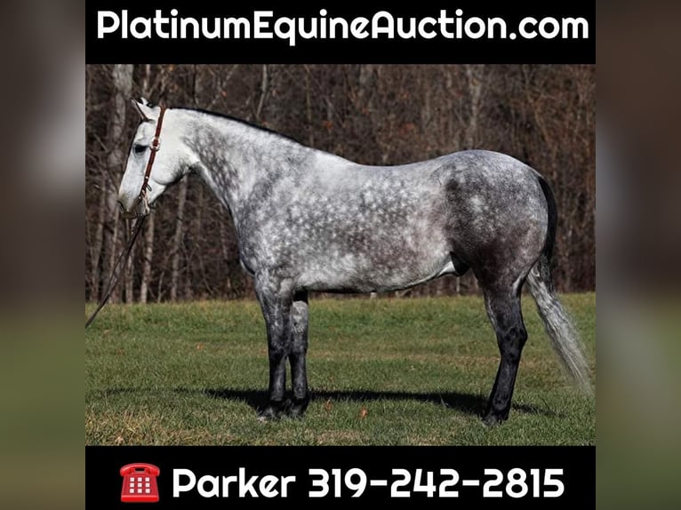 American Quarter Horse Castrone 8 Anni 163 cm Grigio pezzato in Somerset