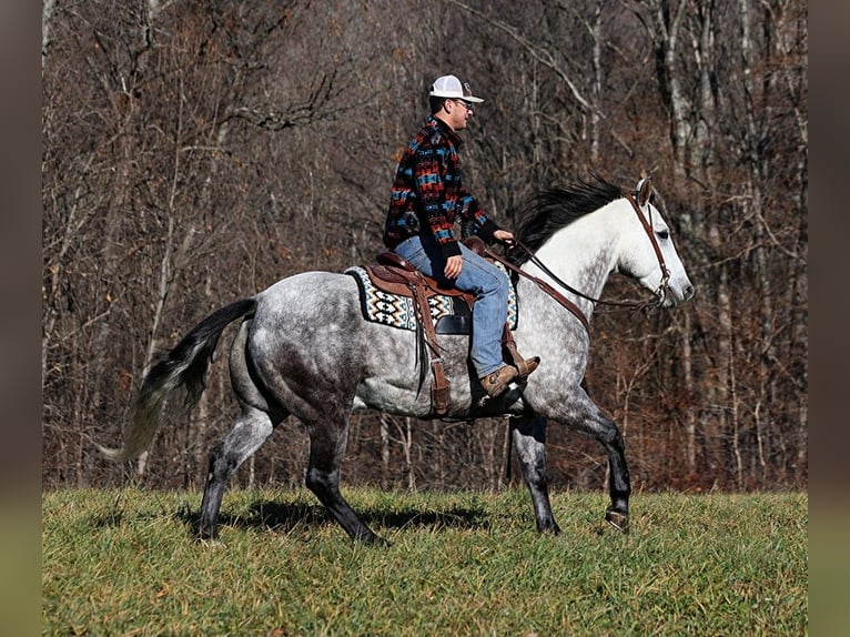 American Quarter Horse Castrone 8 Anni 163 cm Grigio pezzato in Somerset