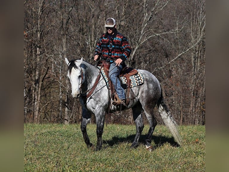 American Quarter Horse Castrone 8 Anni 163 cm Grigio pezzato in Somerset