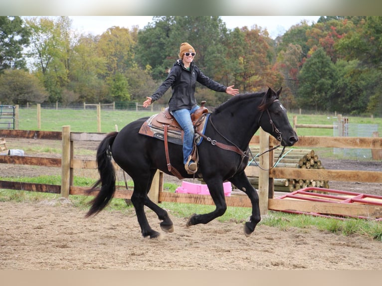 American Quarter Horse Castrone 8 Anni 163 cm Morello in Howell MI