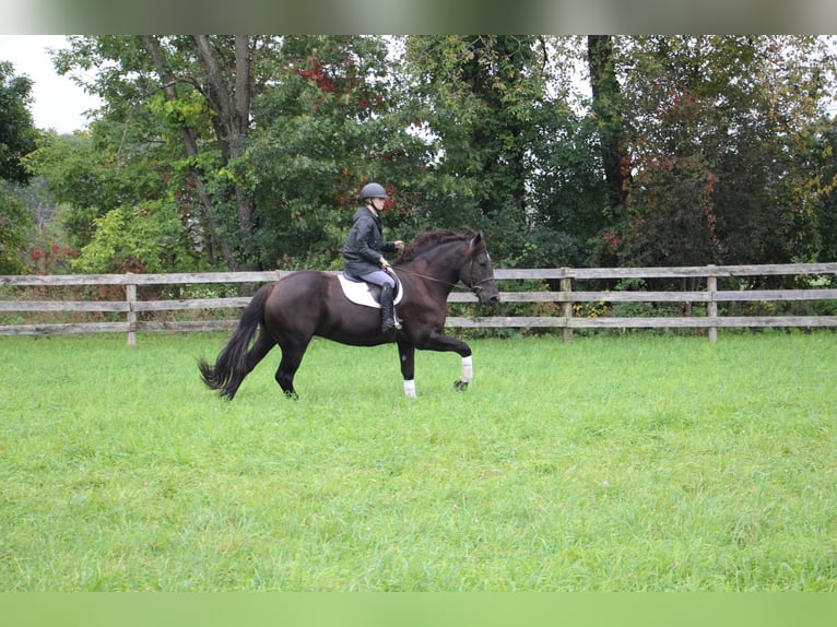 American Quarter Horse Castrone 8 Anni 163 cm Morello in Howell MI