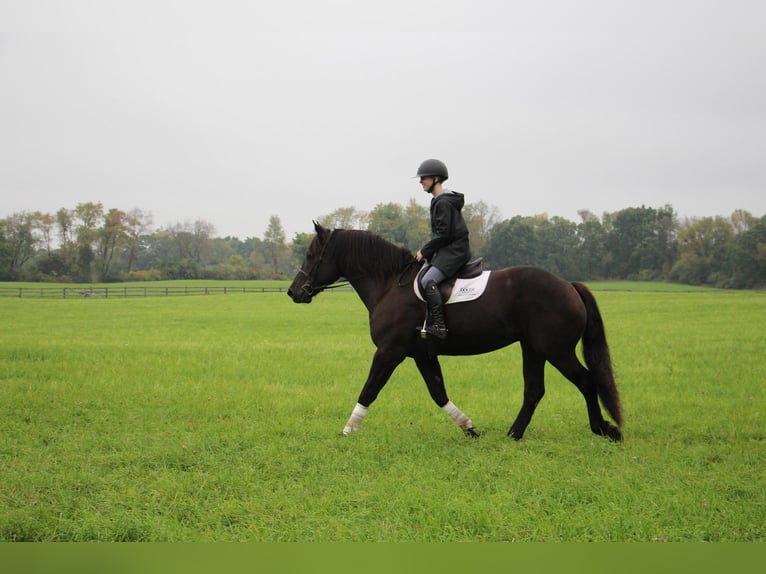 American Quarter Horse Castrone 8 Anni 163 cm Morello in Howell MI