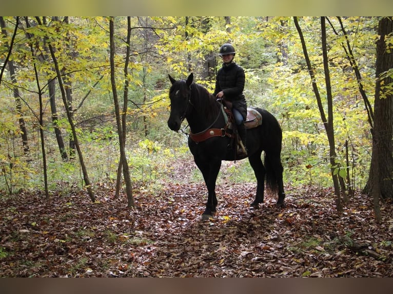 American Quarter Horse Castrone 8 Anni 163 cm Morello in Howell MI