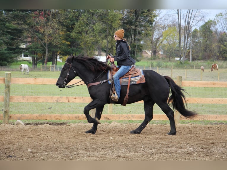 American Quarter Horse Castrone 8 Anni 163 cm Morello in Howell MI