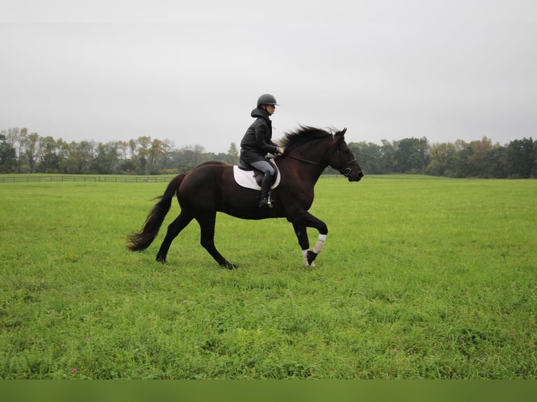 American Quarter Horse Castrone 8 Anni 163 cm Morello in Howell MI