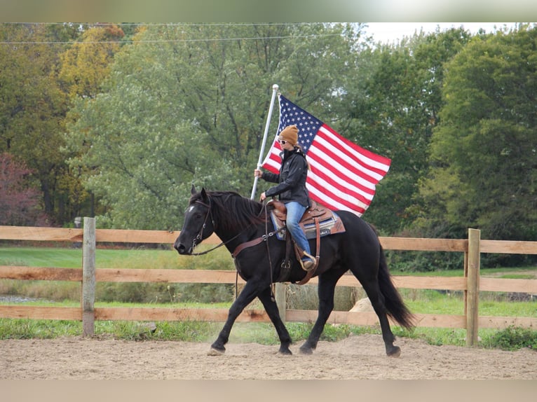 American Quarter Horse Castrone 8 Anni 163 cm Morello in Howell MI