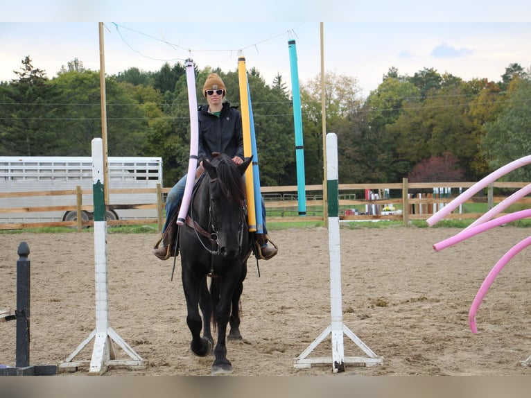 American Quarter Horse Castrone 8 Anni 163 cm Morello in Howell MI