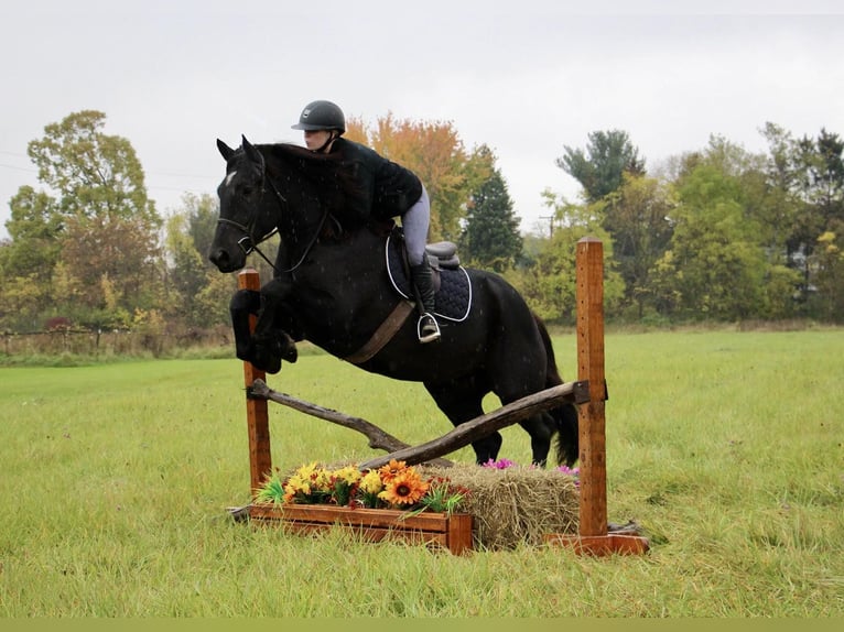 American Quarter Horse Castrone 8 Anni 163 cm Morello in Howell MI