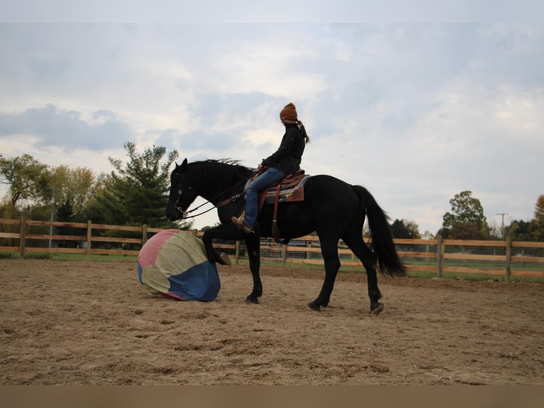 American Quarter Horse Castrone 8 Anni 163 cm Morello in Howell MI