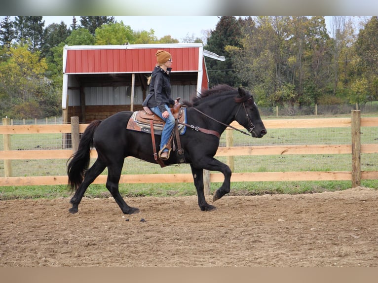 American Quarter Horse Castrone 8 Anni 163 cm Morello in Howell MI