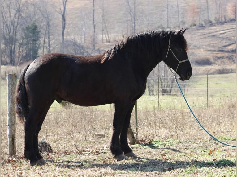 American Quarter Horse Castrone 8 Anni 163 cm Morello in Thopkinsville, KY