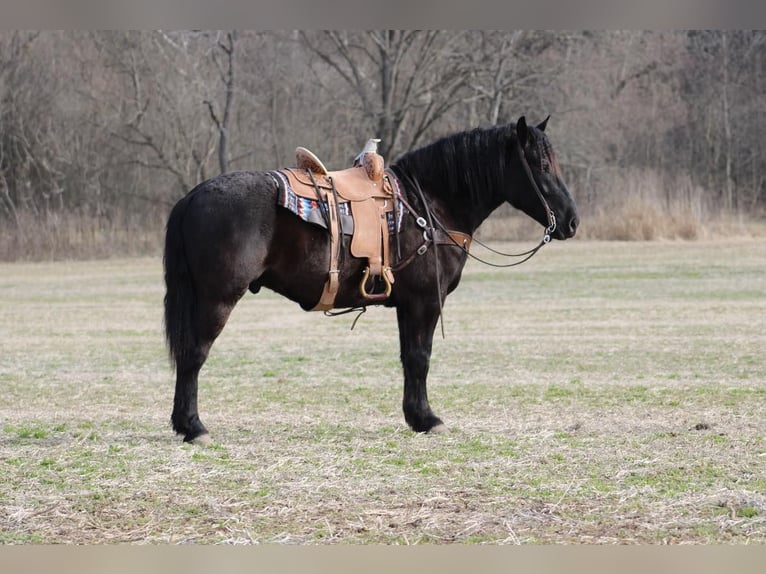 American Quarter Horse Castrone 8 Anni 163 cm Morello in Thopkinsville, KY