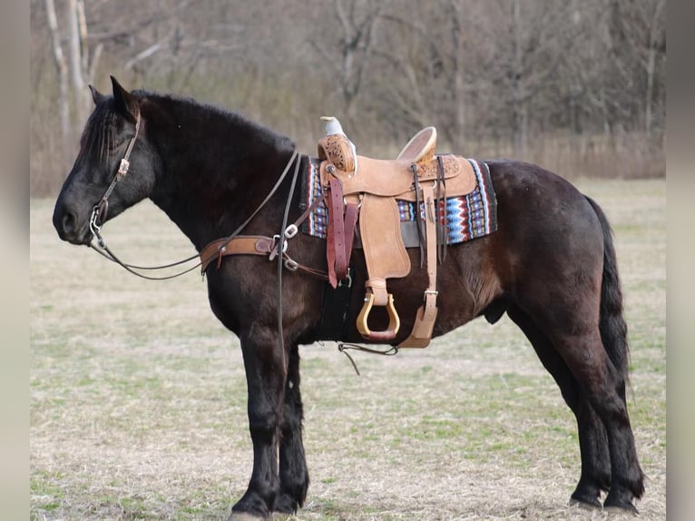 American Quarter Horse Castrone 8 Anni 163 cm Morello in Thopkinsville, KY