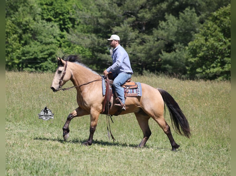 American Quarter Horse Castrone 8 Anni 163 cm Pelle di daino in Mount Vernon