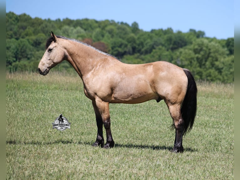 American Quarter Horse Castrone 8 Anni 163 cm Pelle di daino in Mount Vernon