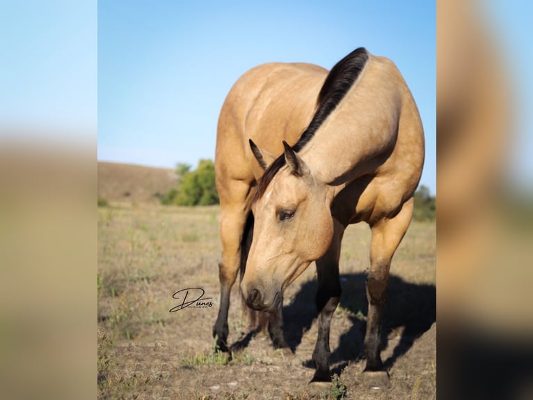 American Quarter Horse Castrone 8 Anni 163 cm Pelle di daino in Thedford, NE