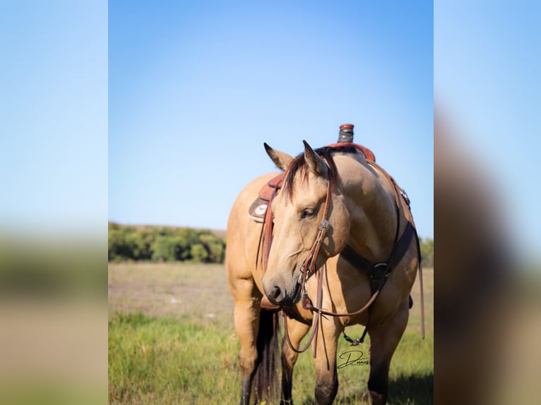 American Quarter Horse Castrone 8 Anni 163 cm Pelle di daino in Thedford, NE