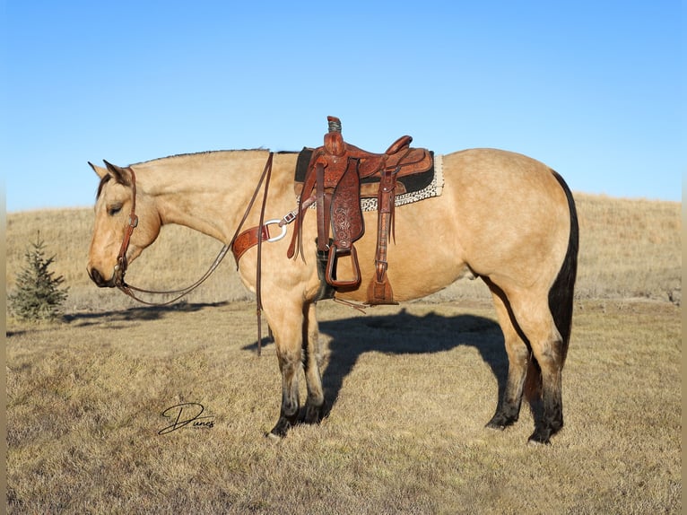 American Quarter Horse Castrone 8 Anni 163 cm Pelle di daino in Thedford, NE