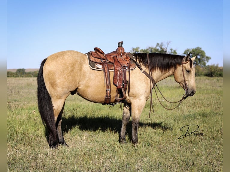 American Quarter Horse Castrone 8 Anni 163 cm Pelle di daino in Thedford, NE