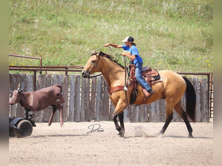 American Quarter Horse Castrone 8 Anni 163 cm Pelle di daino in Thedford, NE