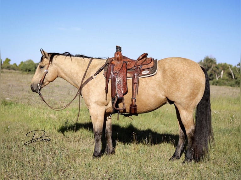 American Quarter Horse Castrone 8 Anni 163 cm Pelle di daino in Thedford, NE