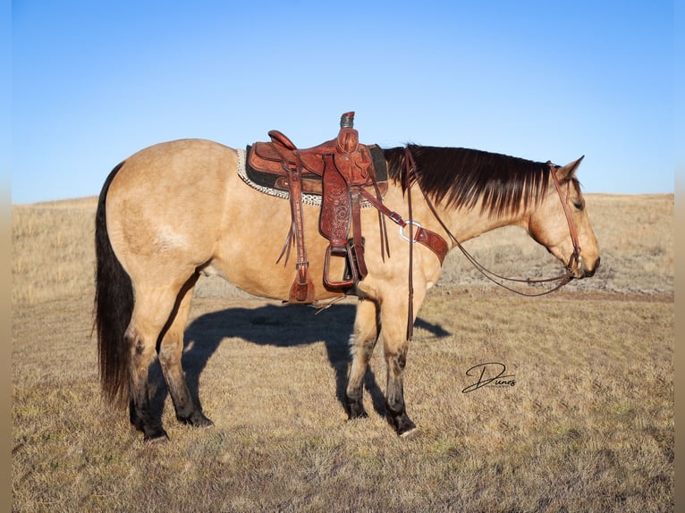 American Quarter Horse Castrone 8 Anni 163 cm Pelle di daino in Thedford, NE