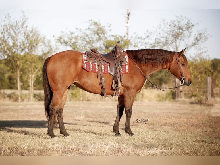 American Quarter Horse Castrone 8 Anni 163 cm Pelle di daino in Ravenna, TX