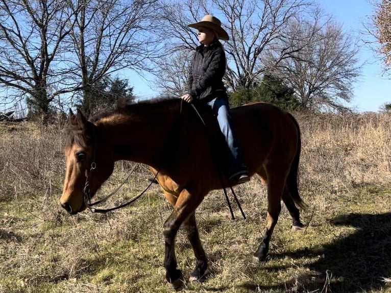 American Quarter Horse Castrone 8 Anni 163 cm Pelle di daino in Ravenna, TX