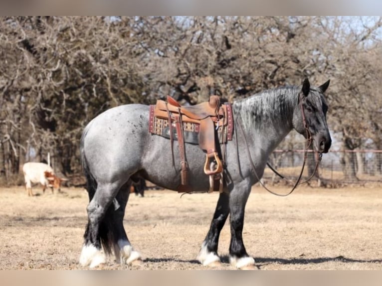 American Quarter Horse Castrone 8 Anni 163 cm Roano blu in Joshua TX