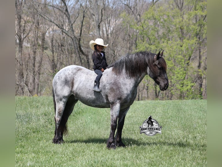 American Quarter Horse Castrone 8 Anni 163 cm Roano blu in Mount Vernon