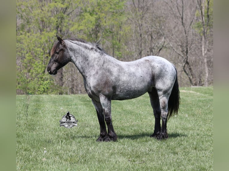 American Quarter Horse Castrone 8 Anni 163 cm Roano blu in Mount Vernon