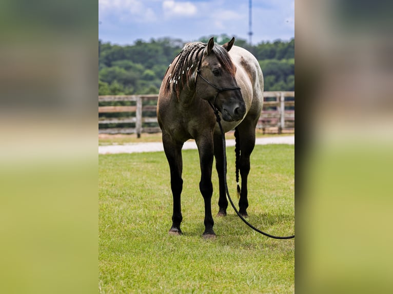 American Quarter Horse Castrone 8 Anni 163 cm Roano blu in Springfield