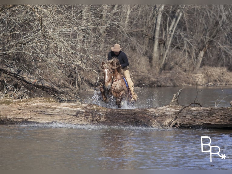 American Quarter Horse Castrone 8 Anni 163 cm Roano rosso in Mountain Grove MO