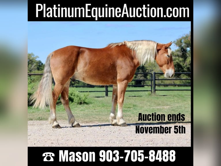 American Quarter Horse Castrone 8 Anni 163 cm Sauro ciliegia in Canton TX