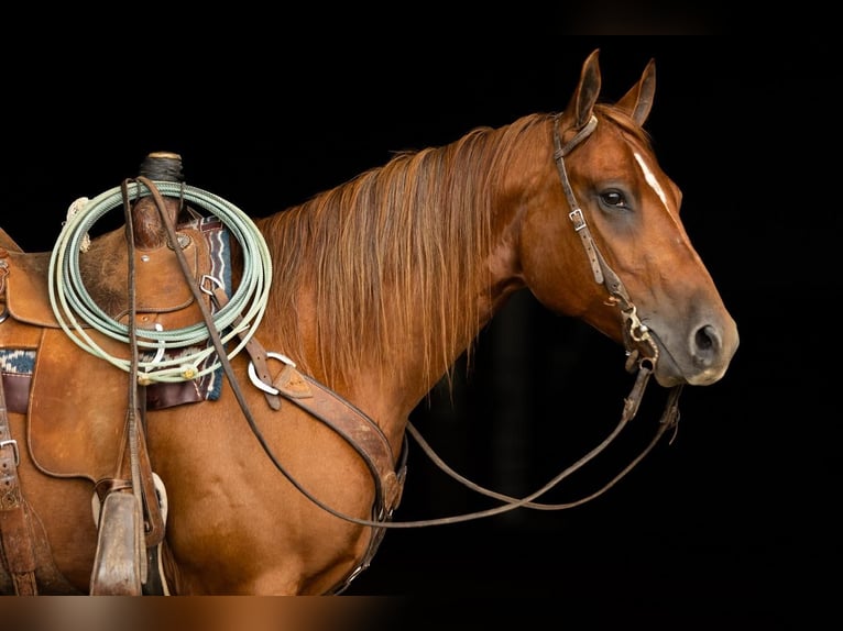 American Quarter Horse Castrone 8 Anni 163 cm Sauro ciliegia in Decorah, IA