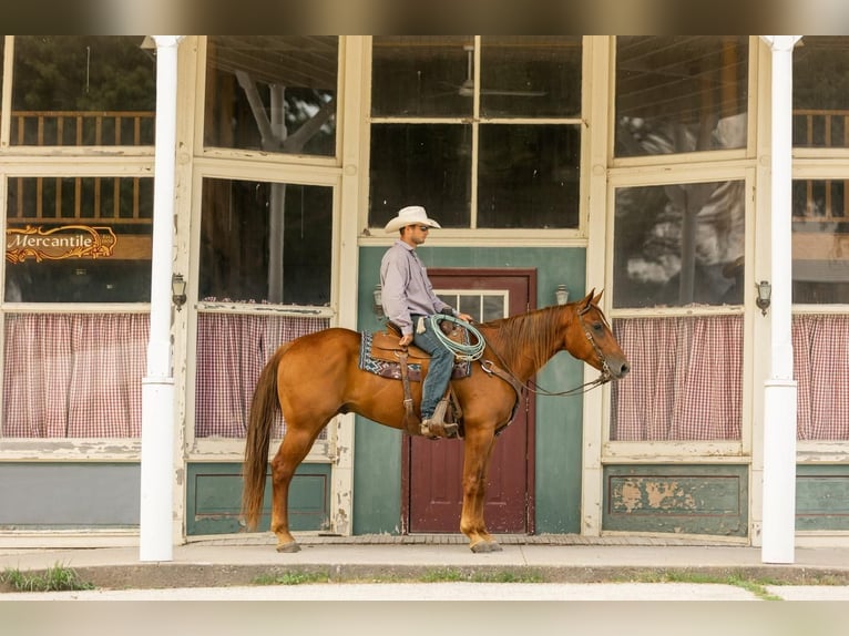 American Quarter Horse Castrone 8 Anni 163 cm Sauro ciliegia in Decorah, IA