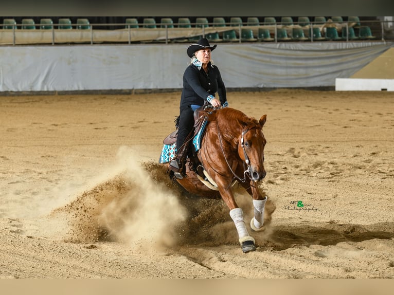 American Quarter Horse Castrone 8 Anni 163 cm Sauro in Rankweil