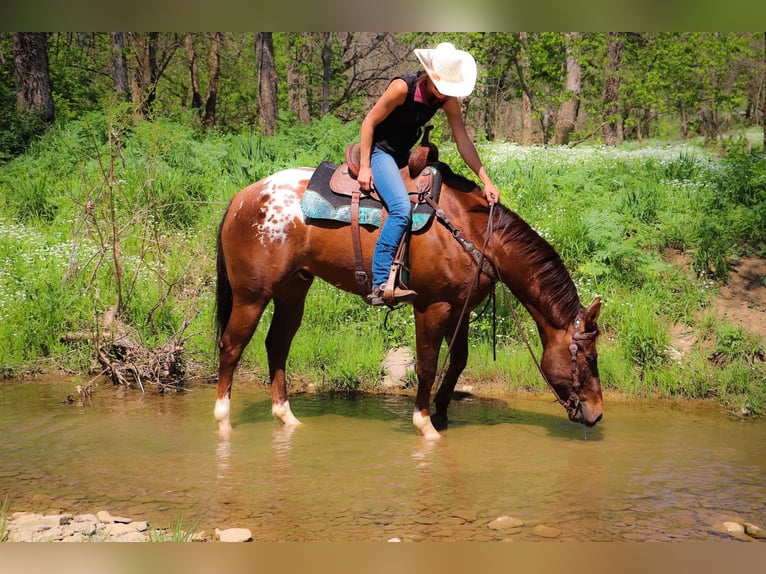 American Quarter Horse Castrone 8 Anni 163 cm Sauro scuro in Hillsboro KY