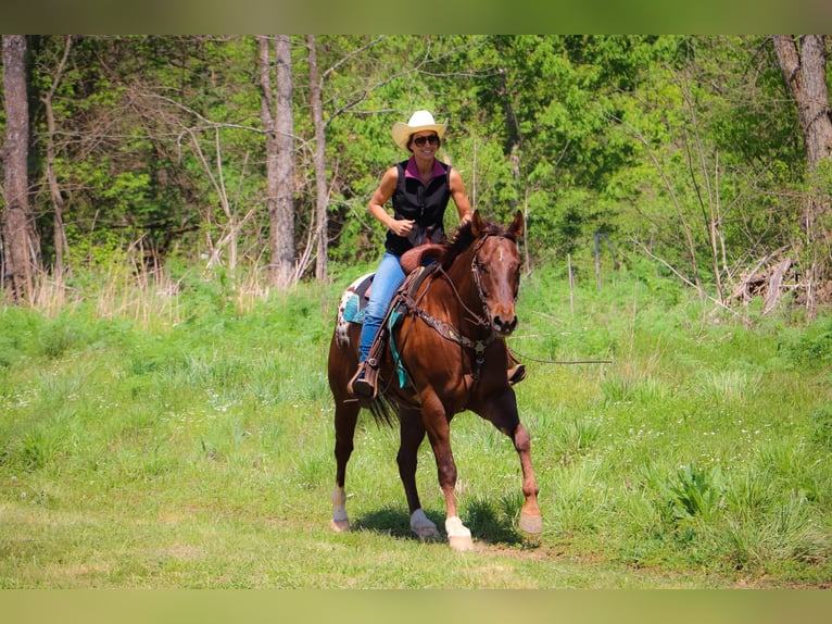 American Quarter Horse Castrone 8 Anni 163 cm Sauro scuro in Hillsboro KY