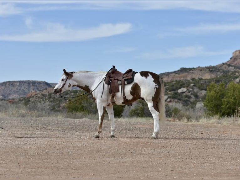 American Quarter Horse Castrone 8 Anni 163 cm Sauro scuro in Libson IA