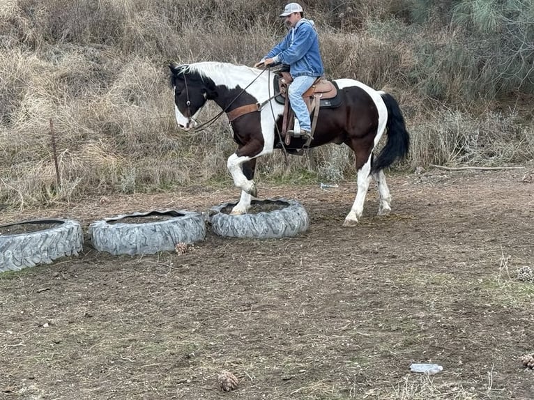 American Quarter Horse Castrone 8 Anni 163 cm Tobiano-tutti i colori in Paicines CA