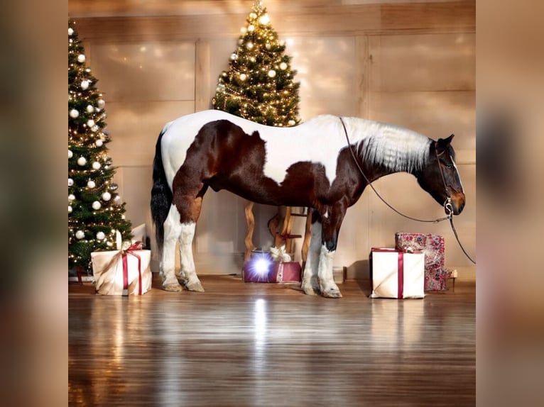 American Quarter Horse Castrone 8 Anni 163 cm Tobiano-tutti i colori in Paicines CA