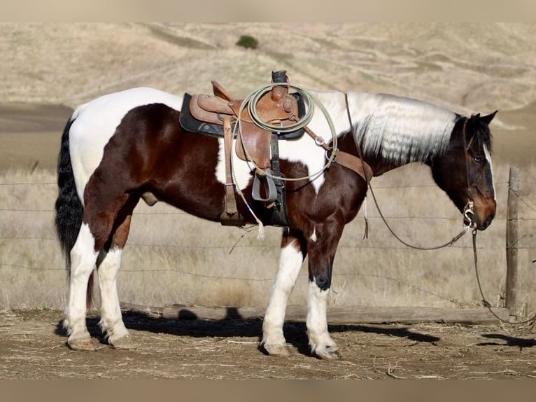 American Quarter Horse Castrone 8 Anni 163 cm Tobiano-tutti i colori in Paicines CA