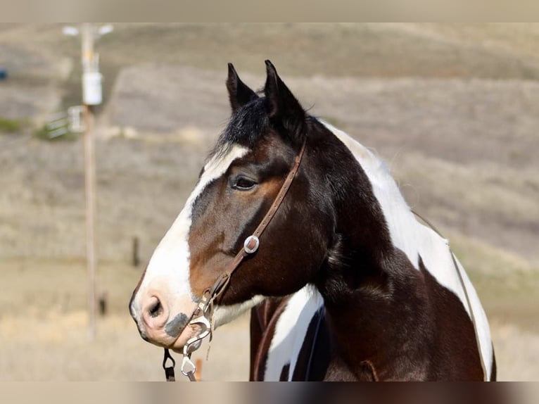 American Quarter Horse Castrone 8 Anni 163 cm Tobiano-tutti i colori in Paicines CA