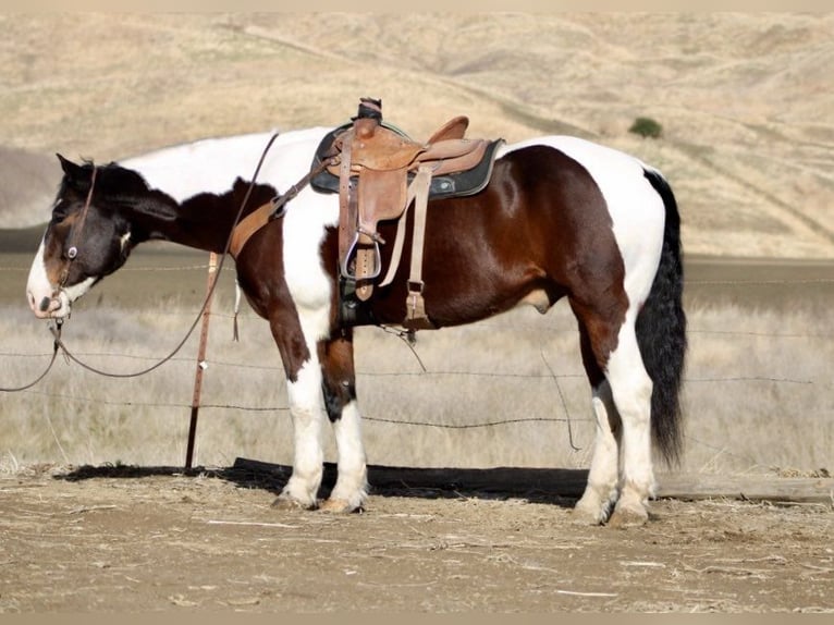 American Quarter Horse Castrone 8 Anni 163 cm Tobiano-tutti i colori in Paicines CA