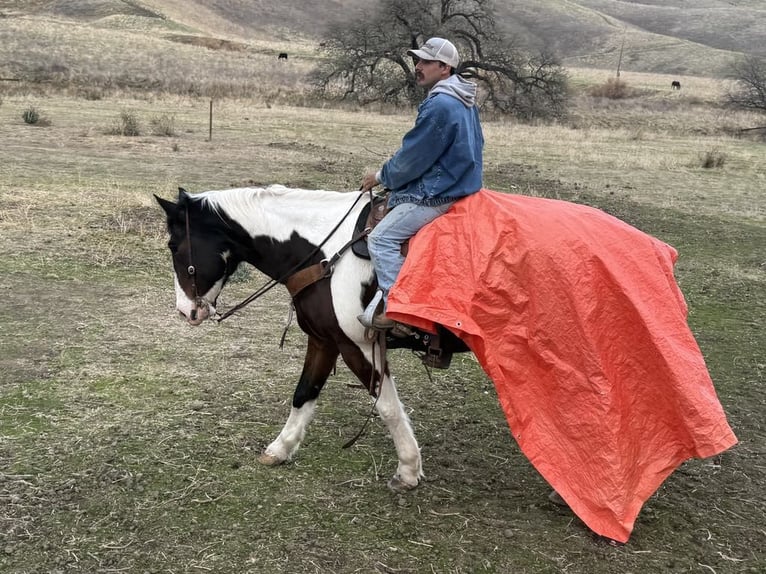 American Quarter Horse Castrone 8 Anni 163 cm Tobiano-tutti i colori in Paicines CA