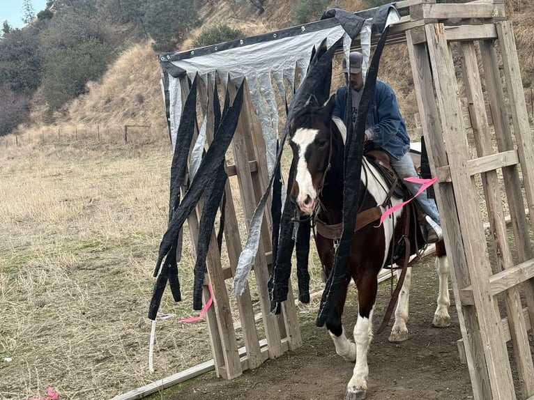 American Quarter Horse Castrone 8 Anni 163 cm Tobiano-tutti i colori in Paicines CA