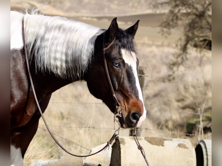 American Quarter Horse Castrone 8 Anni 163 cm Tobiano-tutti i colori in Paicines CA