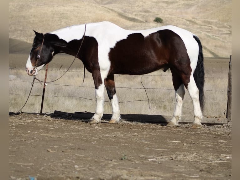 American Quarter Horse Castrone 8 Anni 163 cm Tobiano-tutti i colori in Paicines CA